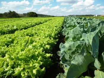 Agricultores gaúchos largam o fumo e investem em frutas e hortaliças