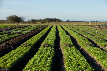 Governo Federal libera R$ 318 milhões para alimentação escolar