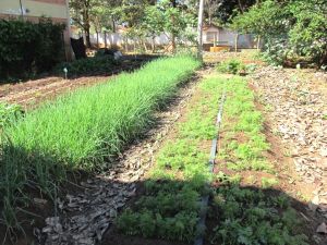 Agricultura familiar garante alimentação diversificada e saudável em Minas Gerais